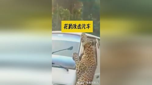 花豹攻击过路的汽车，真是太惊险了！