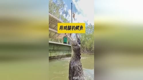 男子用鸡腿钓鳄鱼，不料却忘记带抄网