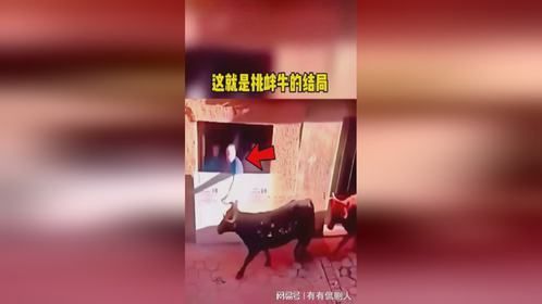 不要惹老牛好吗，这就是挑衅牛的结局