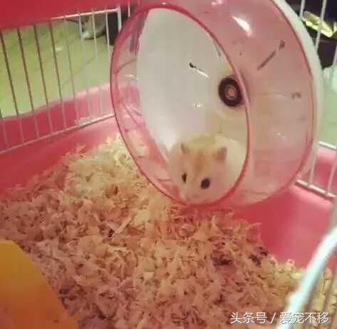 仓鼠半夜蹬轮子，这种境遇何其享受？