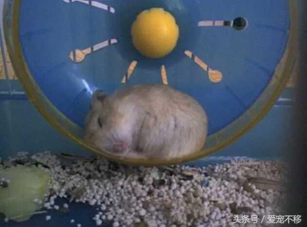 仓鼠半夜蹬轮子，这种境遇何其享受？
