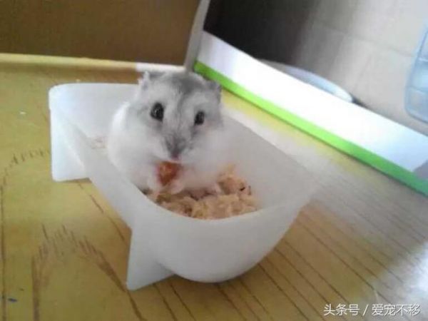 仓鼠半夜蹬轮子，这种境遇何其享受？
