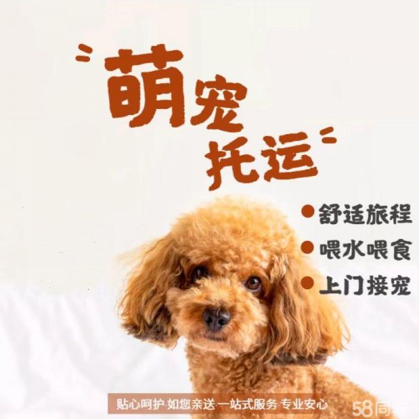 全国托运猫咪狗狗航空火车汽运空调专车含保险空运铁路运输中转派