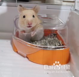 新手养仓鼠的必备用品