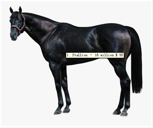 全球最贵宠物盘点：藏獒售价高达150万美元