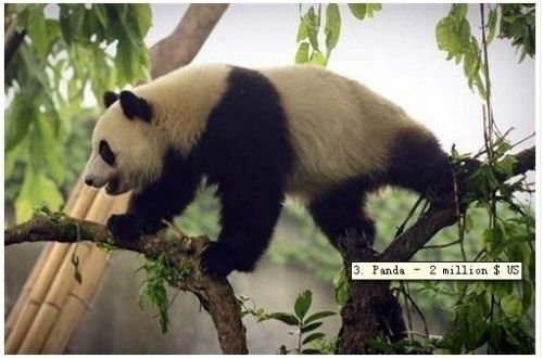 全球最贵宠物盘点：藏獒售价高达150万美元