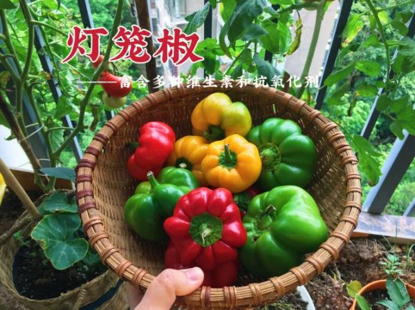 仓鼠能吃什么水果和蔬菜