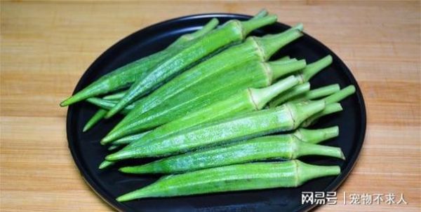 仓鼠能吃什么水果和蔬菜