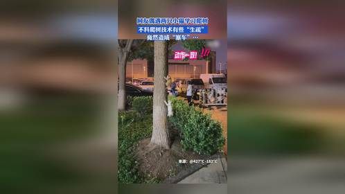 网友偶遇两只小猫学习爬树，不料爬树技术有些“生疏”，竟然造成“塞车”…