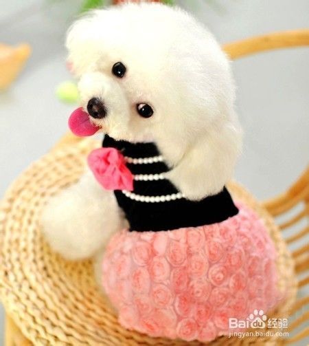 夏季狗狗毛发美容全护理