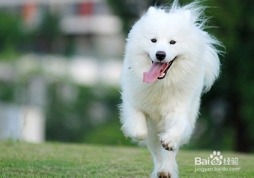 夏季狗狗毛发美容全护理