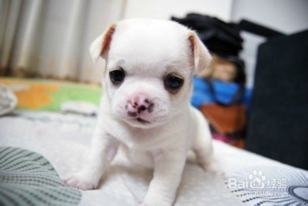 夏季狗狗毛发美容全护理