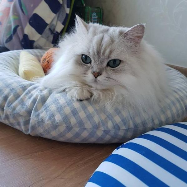 猫需要22种氨基酸，其中11种必不可少，牛磺酸是猫胆盐唯一来源