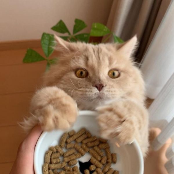 猫需要22种氨基酸，其中11种必不可少，牛磺酸是猫胆盐唯一来源