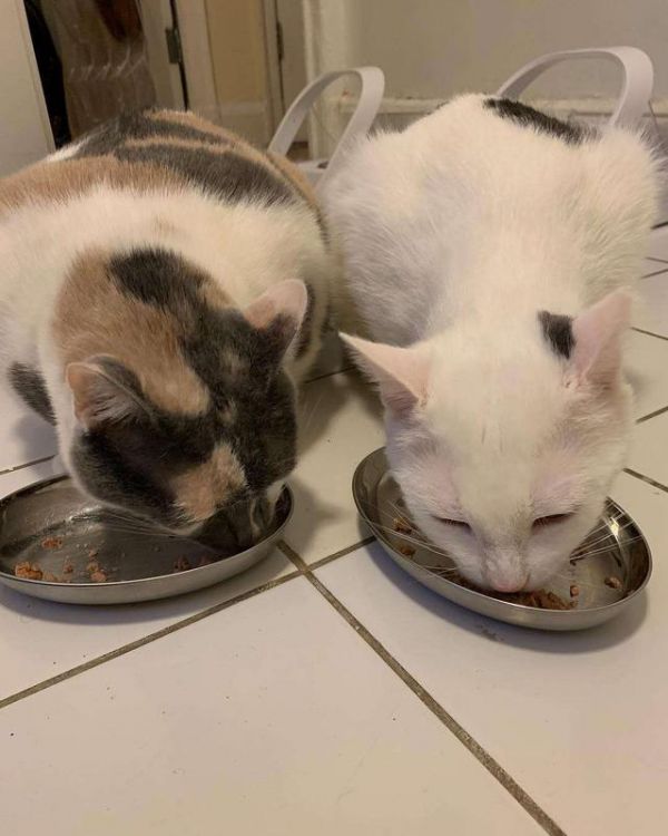 猫需要22种氨基酸，其中11种必不可少，牛磺酸是猫胆盐唯一来源