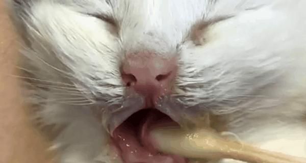 宠物猫咪睡觉流口水溃疡的成因与预防（猫咪的睡眠习惯）