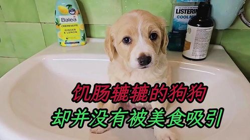 狗狗明明已经很饥饿了，却并不好接受小哥的施舍，它到底怎么了