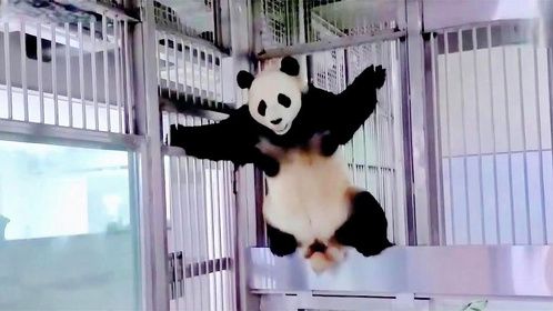 爱宝生育双胞胎，姜爷爷视角记录，最后太感人了