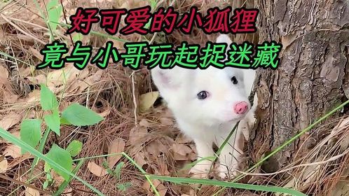 它可能是最幸福的小狐狸，呆萌的可爱的它，还与小哥玩起了捉迷藏