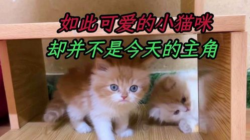 小哥怎么也没想到，一只满身泥泞的猫咪，却发生了华丽的逆转