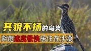 其貌不扬的一种鸟类,擅长奔跑居住在沙漠中,以毒蛇为食