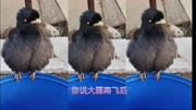 会唱歌的小八哥#八哥鸟 #黑八哥 #鸟类