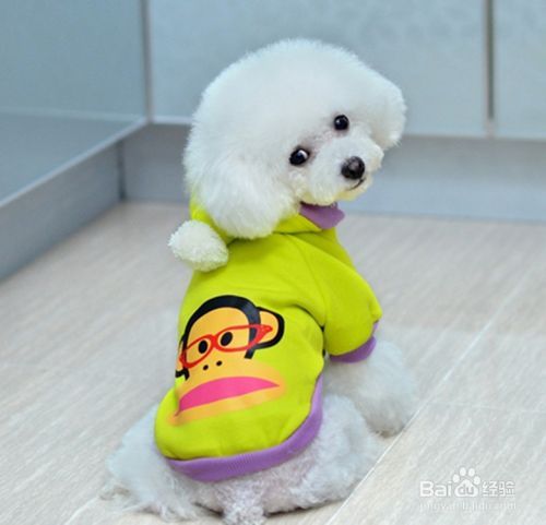 怎么健康养宠物