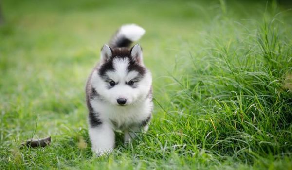 犬种的大小对智力有影响吗？为什么宠物智商排行榜大型犬偏多呢