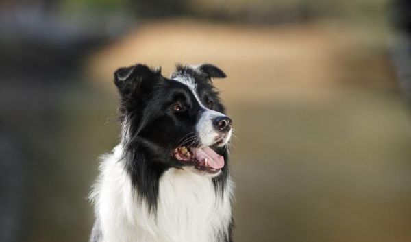 犬种的大小对智力有影响吗？为什么宠物智商排行榜大型犬偏多呢