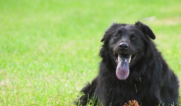 犬种的大小对智力有影响吗？为什么宠物智商排行榜大型犬偏多呢