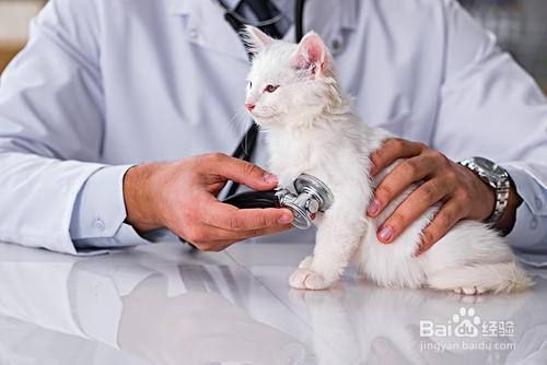 宠物猫掉毛是什么原因？怎么处理？