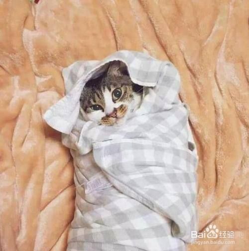 宠物猫掉毛是什么原因？怎么处理？