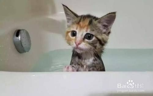 宠物猫掉毛是什么原因？怎么处理？
