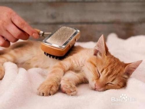 宠物猫掉毛是什么原因？怎么处理？