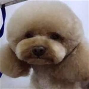美佳宠物诊所加盟