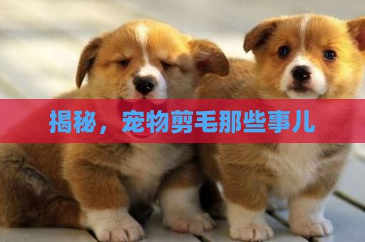揭秘，宠物剪毛那些事儿