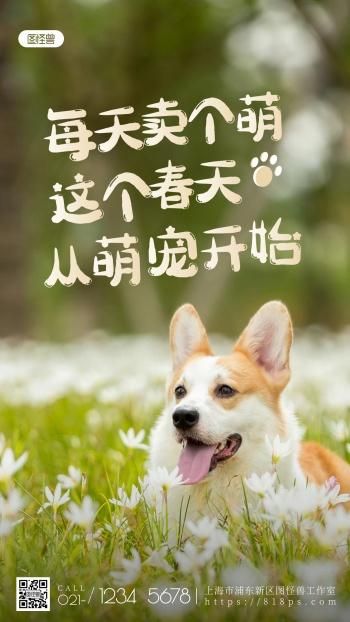 如何为狗狗朋友打造魅力照片文案