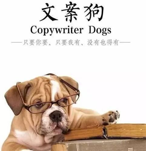 如何为狗狗朋友打造魅力照片文案