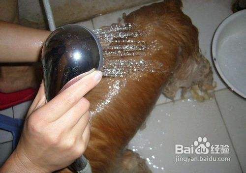 可卡犬的美容之清洗