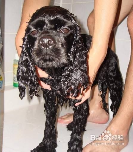 可卡犬的美容之清洗