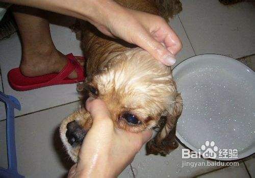 可卡犬的美容之清洗