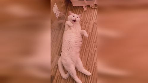 最近流行小猫爆改？