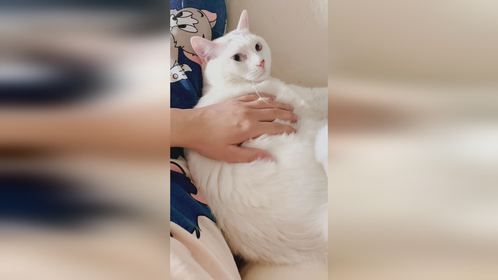 下辈子要当一只小猫咪