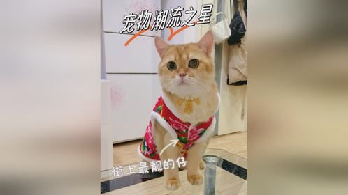 戴金锁，穿花袄，小猫我啊，就是这条街最靓的崽
