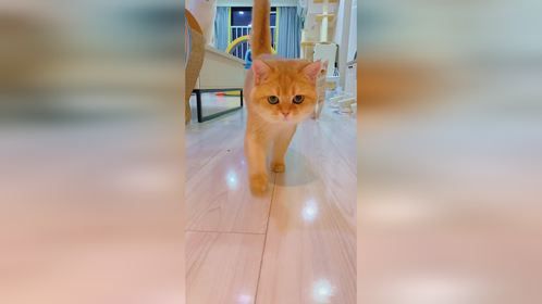 你的小猫来啦