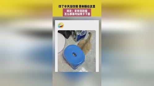 8月17日 四川，找了半天没找到，原来躲在这里，网友：家有同款猫，怎么都喜欢钻凳子下面