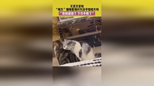 8月18日 广东，又菜又爱玩，“嘴欠”猫咪看到对方还手哇哇大叫，“我知道错了，下次不敢了”