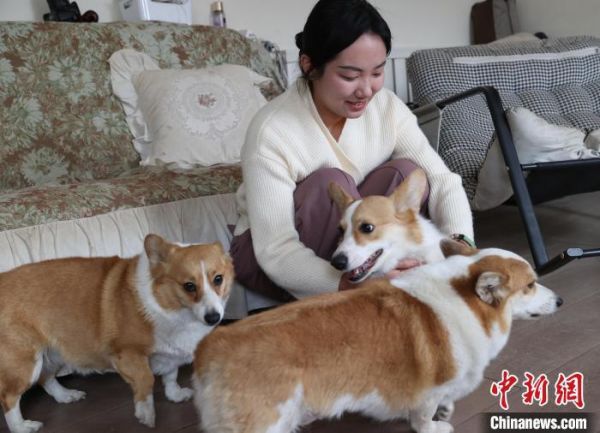 雷璐正在和寄养的狗狗们进行互动。中新网记者 于晶 摄