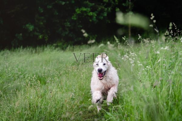 雨后欢快的金毛猎犬在夏日草地上奔跑。快乐的自然之子。带宠物季节性户外活动，健康的生活方式。照片摄影图片