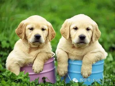 气温飙升，狗狗们也要预防中暑哦~